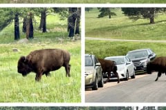 111F533F-4225-4977-815B-B513AC977FA8-COLLAGE