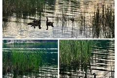 54F35F47-065E-43B9-A1A1-171C338ECFD3-COLLAGE