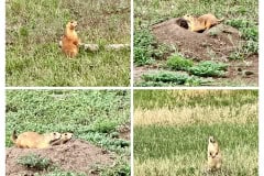 A3DDBCCD-0A48-4537-BDC6-44B085BB5B49-COLLAGE