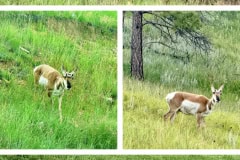 E07789EC-6396-4451-B1E3-015ADC9EC2AD-COLLAGE