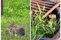 3197CC45-C147-4889-857F-D2970C8A50ED-COLLAGE