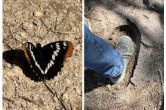 2785A900-0886-4820-8D9C-D9B4DC2C9CFE-COLLAGE