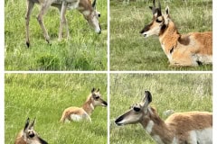 8D5993D4-0EB5-4159-A5DD-AEBAF5AE2F8A-COLLAGE