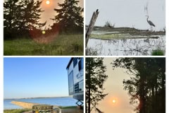 D8B34FC6-5906-43D8-BB41-922736E0CDD8-COLLAGE