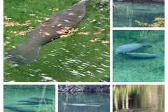 3A0F3A17-AC31-4078-8317-A25B4373E51A-COLLAGE
