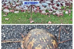 0A751275-D71B-426D-A63A-11BA2D4145A3-COLLAGE