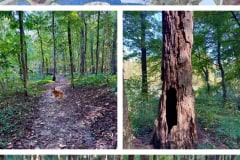 B4229DEF-FA9B-44A5-8157-675A9E849E1C-COLLAGE