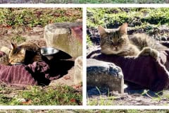 97BFF284-1EFB-420B-9F3A-B977D6877706-COLLAGE