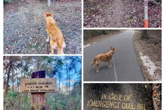 75F4F5EE-13B0-49D4-ABD1-C86EF893D175-COLLAGE