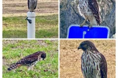 D0EB634B-A4F1-40D3-AF06-3AA370243D37-COLLAGE