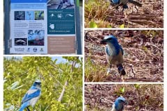 3F80F3CB-9AB3-4A0B-BDD0-35AE8E121D1D-COLLAGE