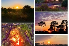 6DA760E0-4688-44C1-8B58-C72278292DDF-COLLAGE