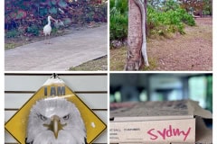 D5A6A09A-97D5-4CBF-994E-F9816BC81879-COLLAGE