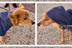 262034E0-C061-499D-9E22-2B7FCF6615FD-COLLAGE