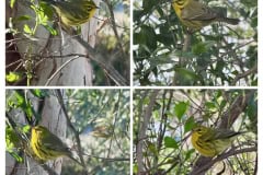 60880B19-1C23-44C4-95DC-2ED395F6D501-COLLAGE