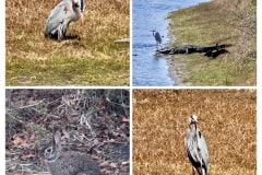 8DFC979C-87E3-4365-90D8-C5740F3BEBBC-COLLAGE