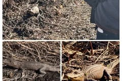 B397F793-BF0B-4DDB-A458-B2941954DAAF-COLLAGE