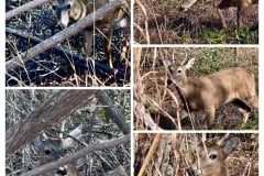 F22B10A2-5598-48CE-A934-8E7D42BA0010-COLLAGE