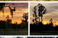 9A528ABB-E4FA-41C9-B16B-5FF70B89A35E-COLLAGE