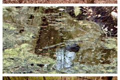 1D18EC42-8A06-4193-BDD1-C2EFE275CC0B-COLLAGE