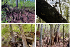 6A6AC2D1-A36A-4F81-A25F-CACB32B4CD91-COLLAGE