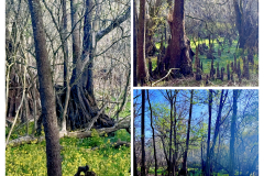 8B705253-D362-48F0-92FE-137AE5555167-COLLAGE