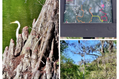 9F5CB6AF-7349-441C-AC54-BD6E232DEA66-COLLAGE