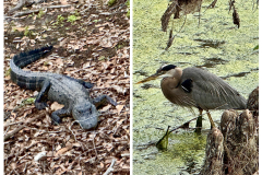 BE9AAD1E-F2E7-4A25-8CD5-8C4CCDE92970-COLLAGE