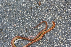 F060DD8D-01FD-4E6F-8D00-DEEA7B21FA1C