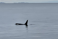 79EDC4FC-D9C4-4354-9AEA-DE07350A11A9