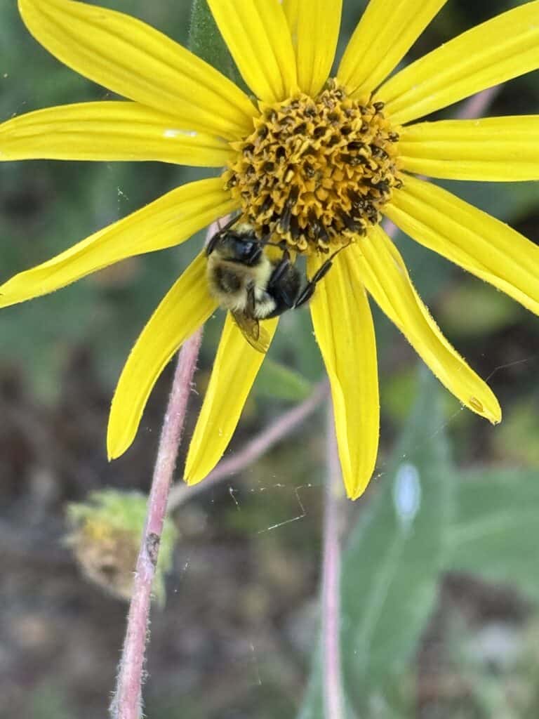 Bee on a Hairy Sunflower.