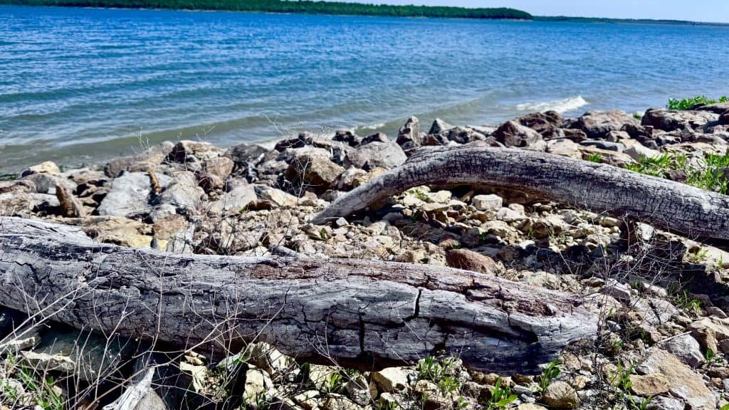 Driftwood on shore of Clinton Lake outside of Lawrence, Kansas.