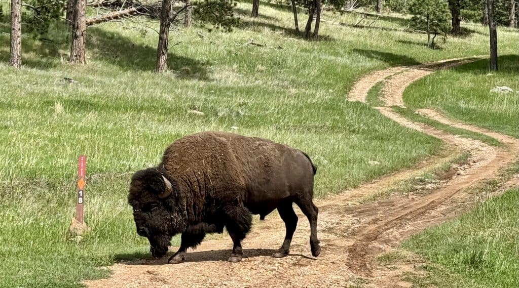 Bison in Custer State Park June 2025.
