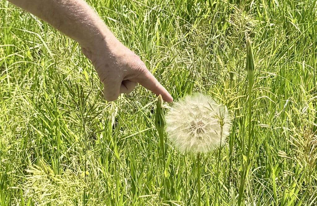 Jeff’s hand pointing to a large Yellow Salsify.