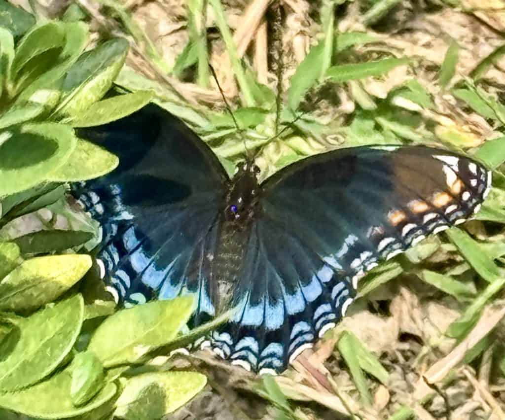Butterfly we saw by the Blue Licks Battlefield Memorial.