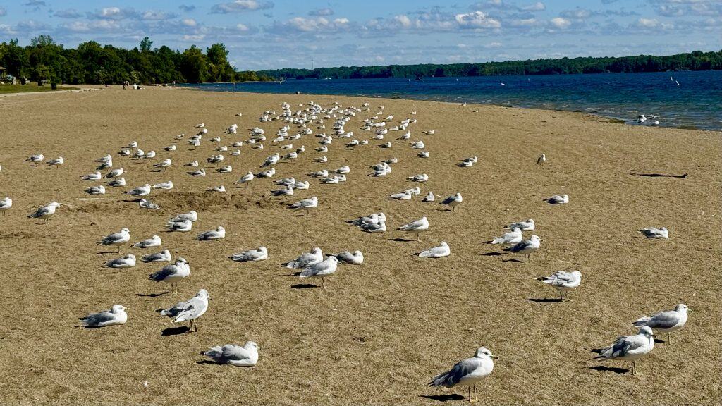 Alum Creek State Park Beach