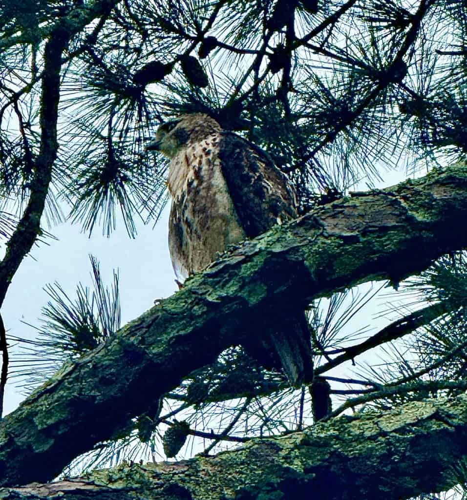 Hawk in a tree.