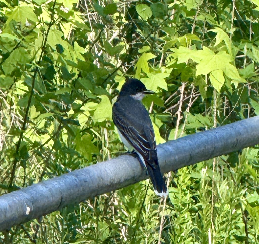 Eastern Kingbird on fence rail.