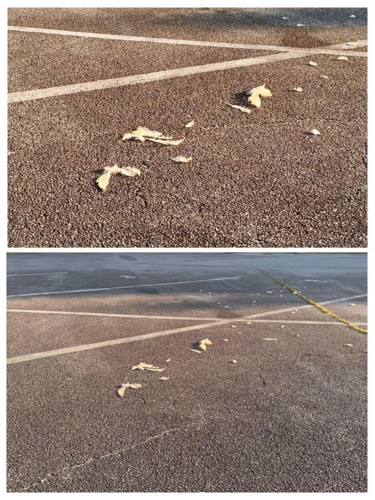 Chicken feathers in parking lot.