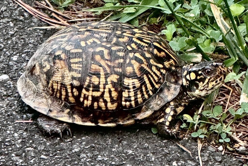 Box Turtle at White, GA