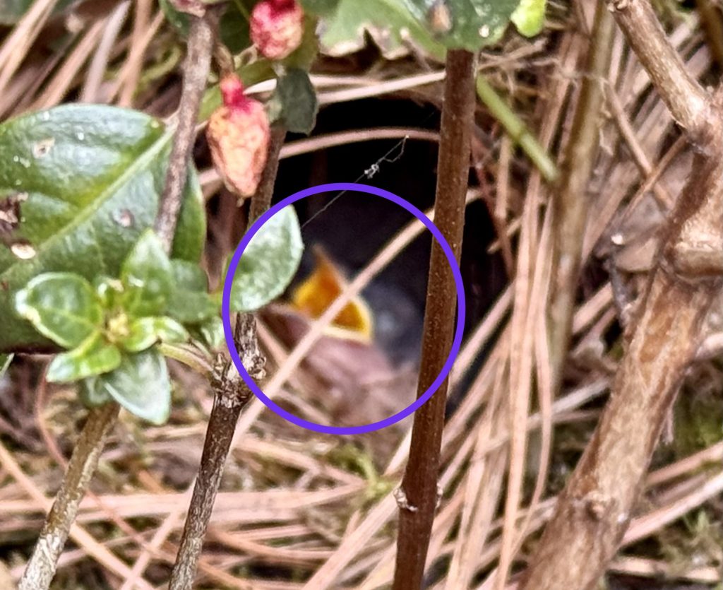 Baby bird with mouth open in nest at White, GA.