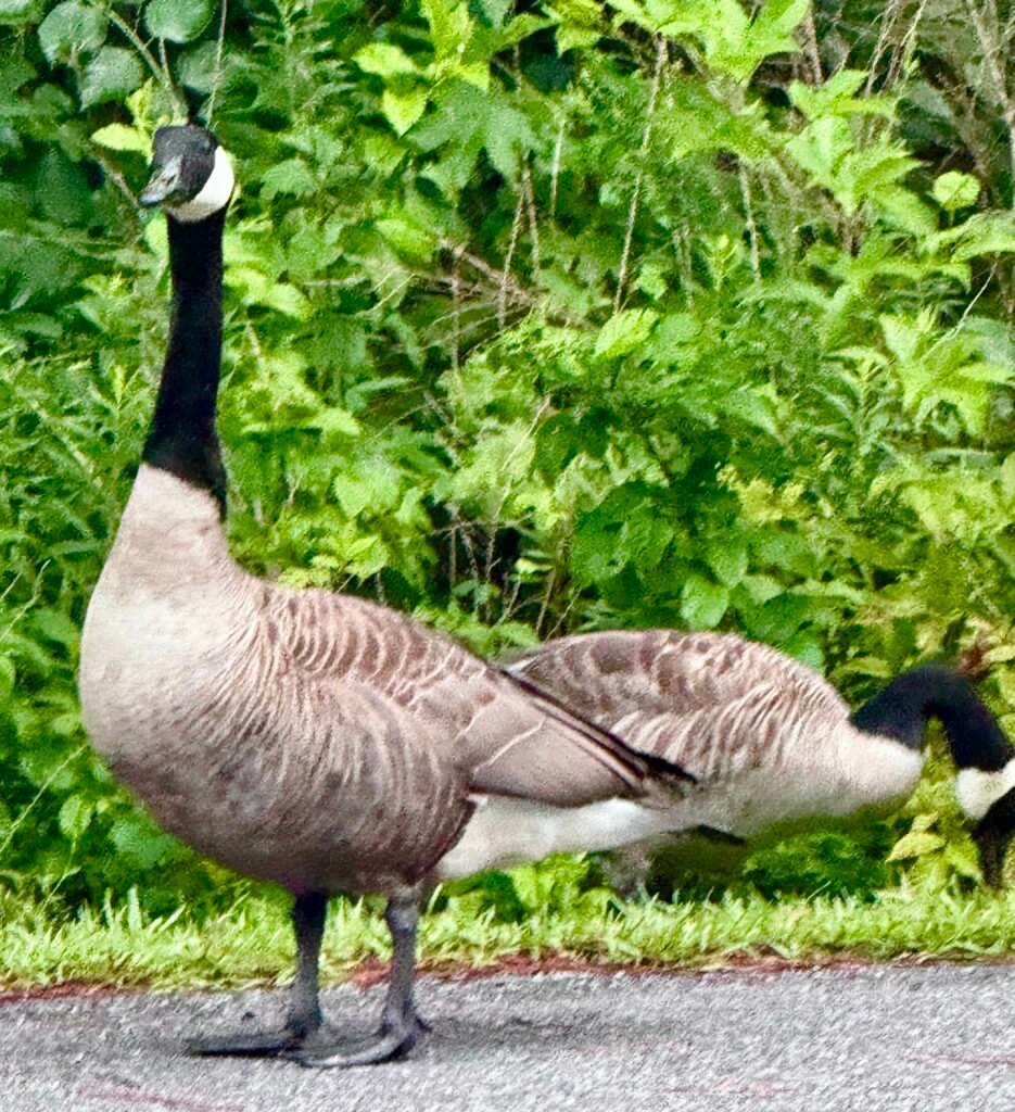 Geese by Lake Allatoona.
