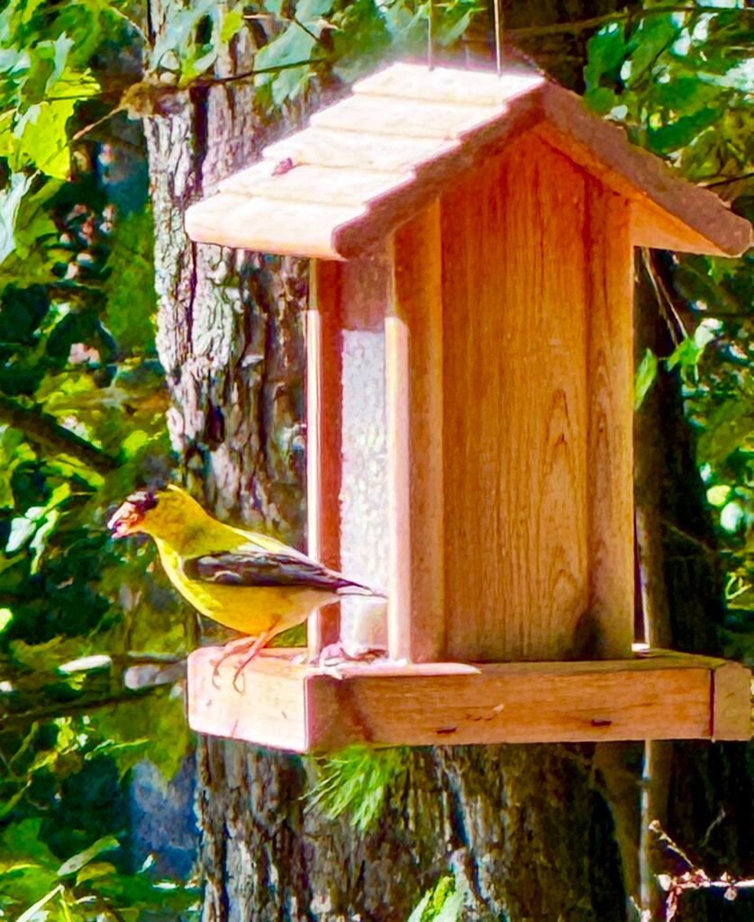 American Goldfinch on our bird feeder.